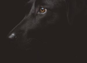 Read more about the article What Are The San Diego Dog Laws?
