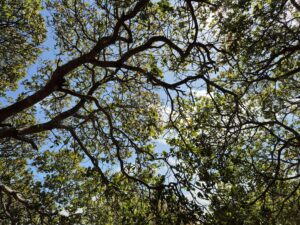 Read more about the article Who’s Liable When A Contractor Cuts Your Trees In California?