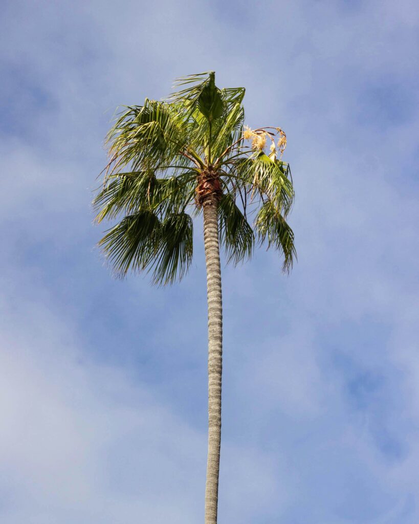 san diego palm tree