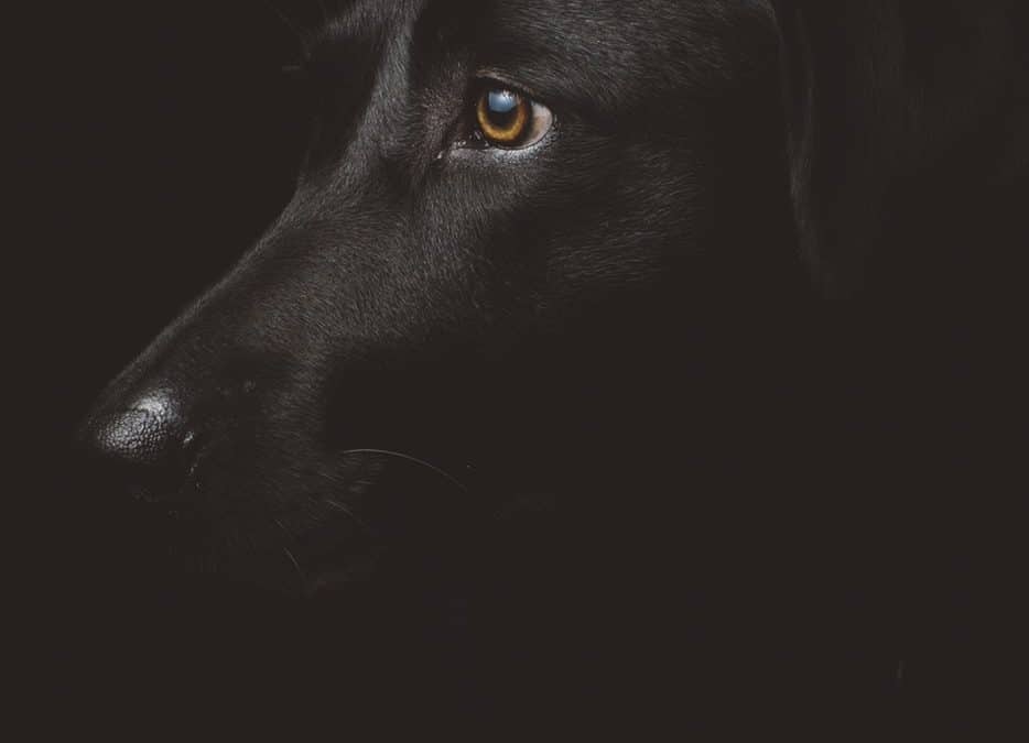 What Are The San Diego Dog Laws?