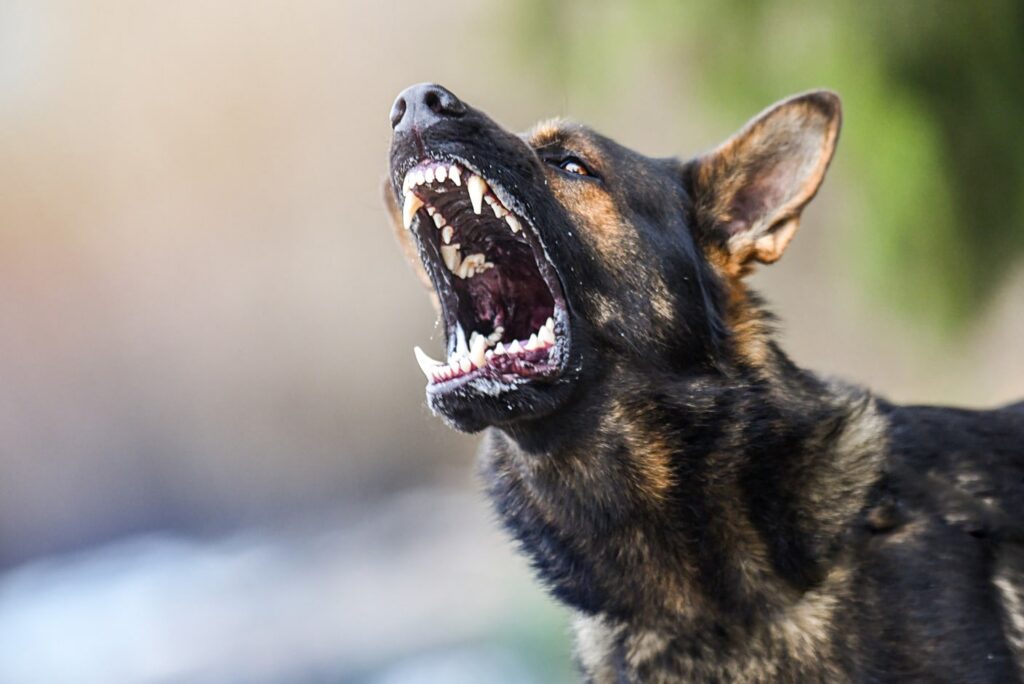 dog biting