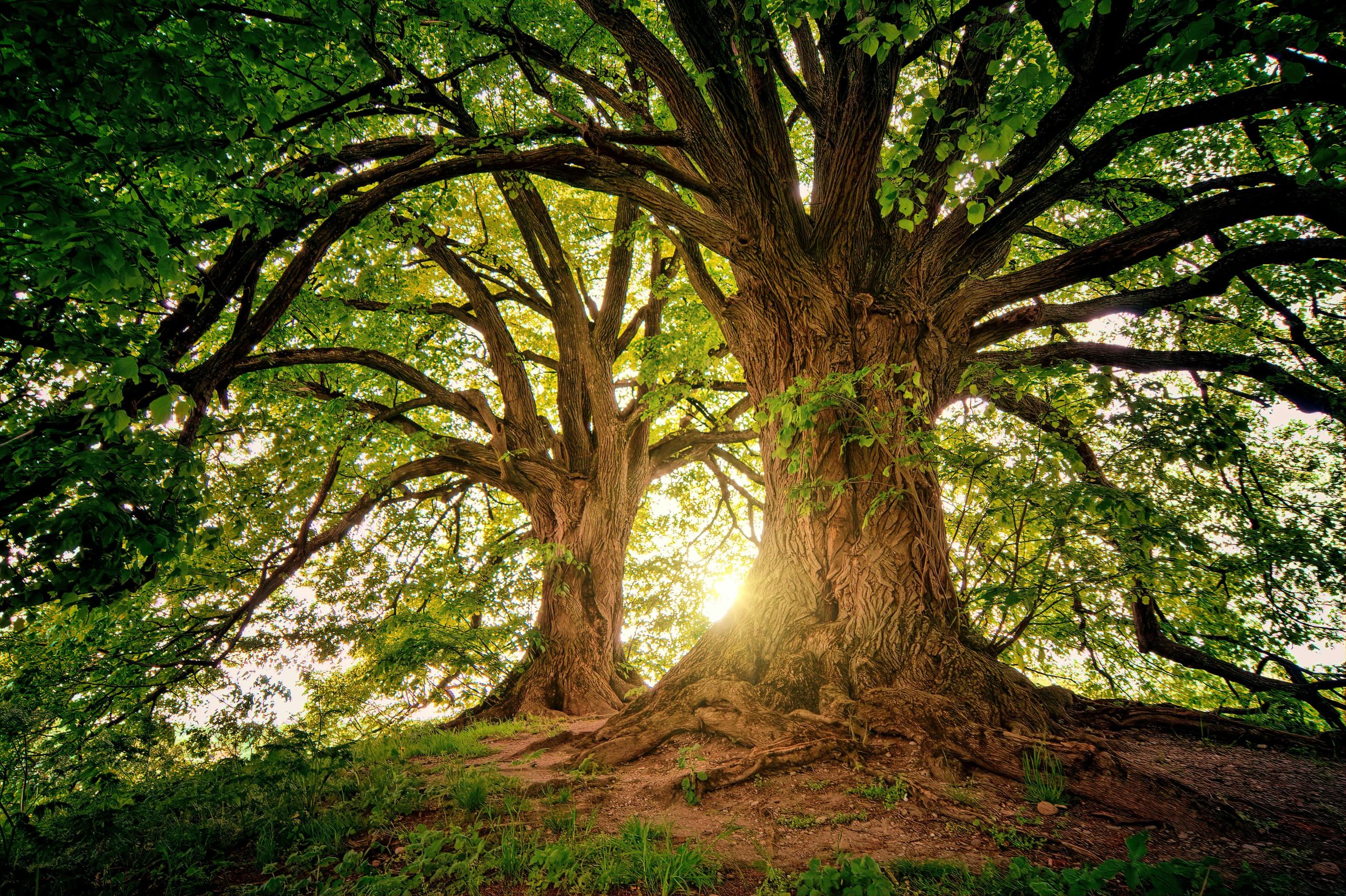 What Is Trespass To Trees In California?